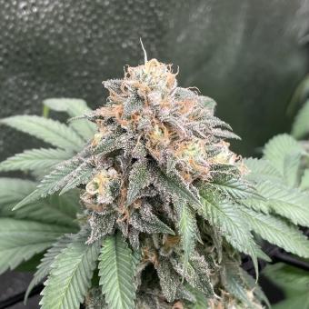 Sweet Madness - картинка 2