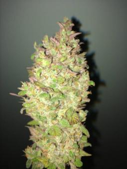 Auto Mazar genetics - картинка 3