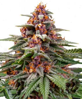 Runtz Auto - картинка 11