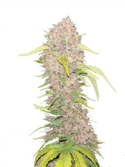 69.G - картинка 2