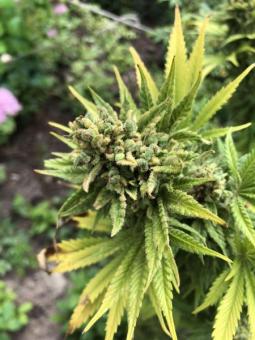 Atomical Haze - картинка 6