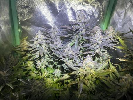 Eleven Roses Early Version - картинка 1