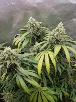 Dutch Dragon - картинка 3