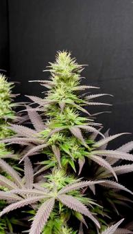 Black Lebanon - картинка 7