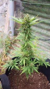 Vertigo Auto - картинка 5