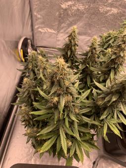 Critical Plus - картинка 3