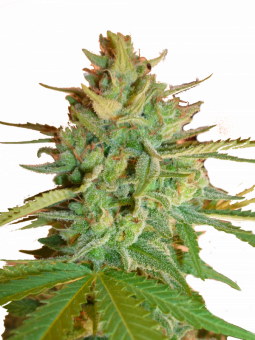 Northern Light - картинка 9