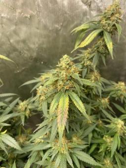 Rucu Cucu OG Auto - картинка 7