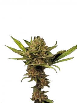 Ice Cream - картинка 5