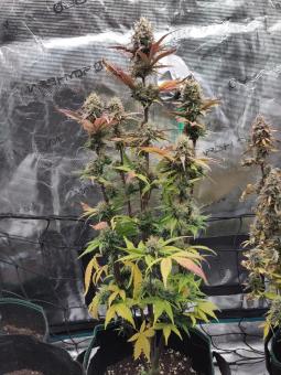 Mexican Airlines Auto - картинка 3