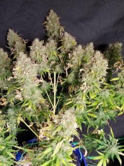 Royal Dwarf Auto - картинка 13