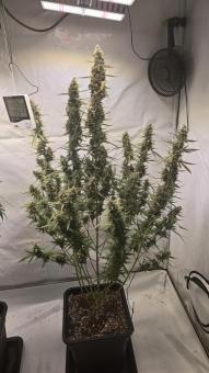 Apple Strudel Auto - картинка 4