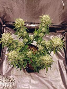 Auto Kong 4 Auto - картинка 1