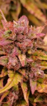 Super Bud Auto - картинка 4