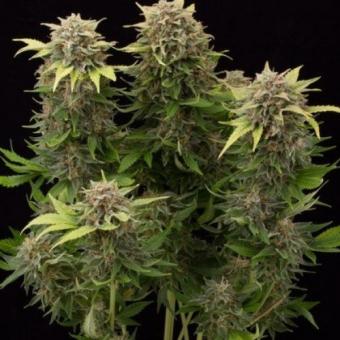 Auto Tutankhamon - картинка 4