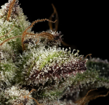 Watermelon - картинка 2