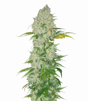 White Widow - картинка 3