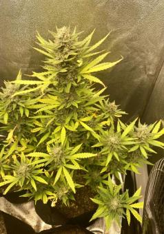 Bruce Lemon Diesel - картинка 3