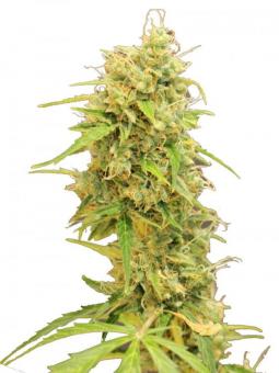 Gorila - картинка 1