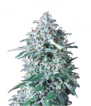 Anubis - картинка 5