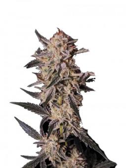 Kosher Cake Auto - картинка 1