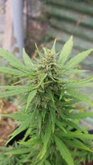 Vertigo Auto - картинка 4