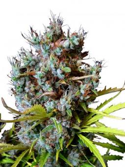 Auto Think Different - картинка 3