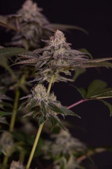 Milky Dreams - картинка 4