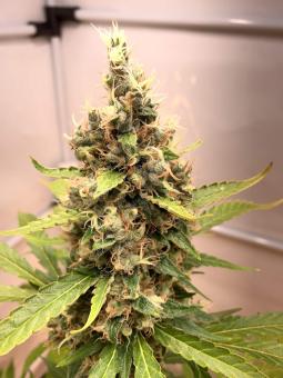 Nebula - картинка 2