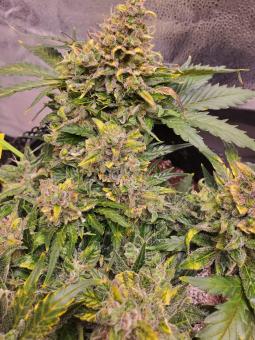 Auto American Pie - картинка 3