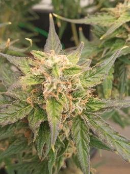 Super Critical Auto - картинка 4