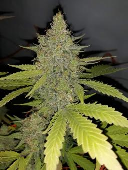 Gorila - картинка 1