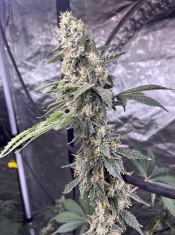 Chem Beyond Diesel® C.B.D. - картинка 1