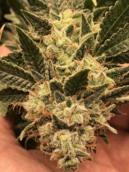 HiFi 4G - картинка 7