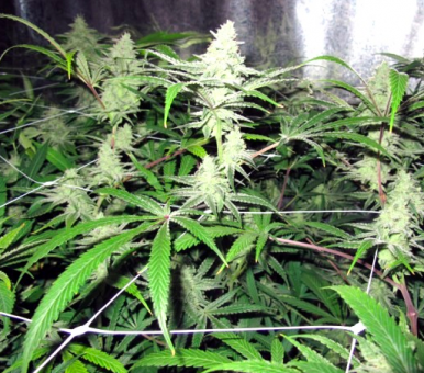 No Name - картинка 4