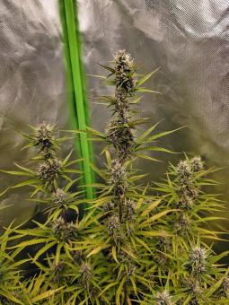 Somango XXL auto - картинка 2