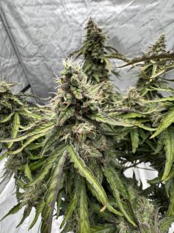 Forbidden Runtz Auto - картинка 5