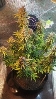 Auto Anubis - картинка 2