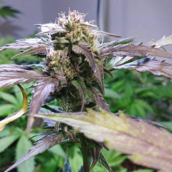 Eleven Roses Auto - картинка 2