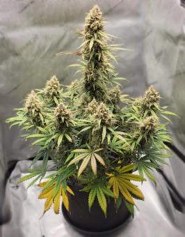 Sunset Sherbet - картинка 2