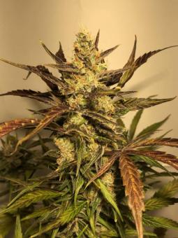 Sour Chocodiesel genetics - картинка 4