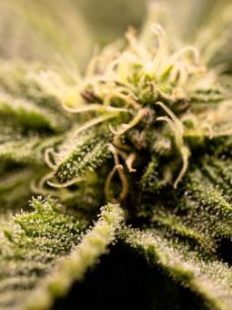 Sherbet Queen Auto - картинка 5