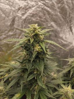 Lemon Cherry Cookies Auto - картинка 7