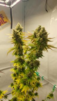 Wedding Cheesecake FF - картинка 5