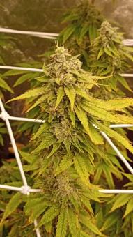 Crystal White Kush - картинка 4