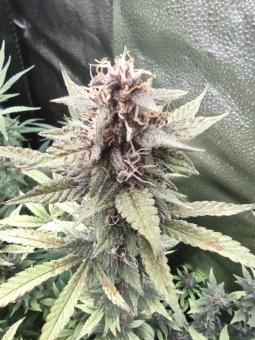 Satan’s Bride - картинка 3