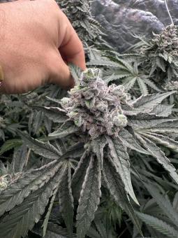 Mokum’s Tulip - картинка 2