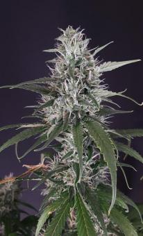 Guava x Gelato 41 Auto - картинка 8