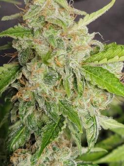 Royal Dwarf Auto - картинка 7