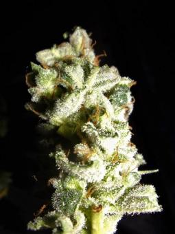 Grapefruit Auto - картинка 4